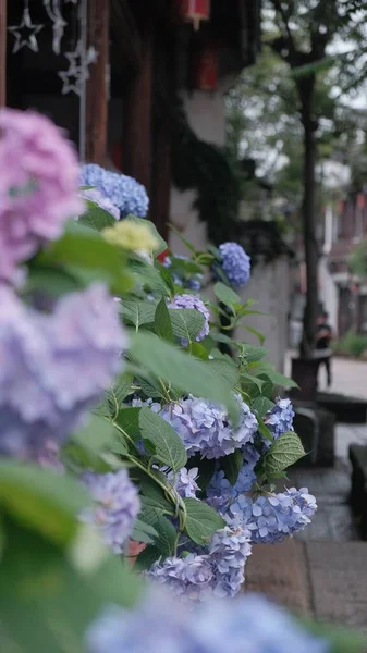 Şehirde Büyüyen Mavi Fransız Ortanca Çiçeklerinin Yakın Plan Çekimi — Stok fotoğraf