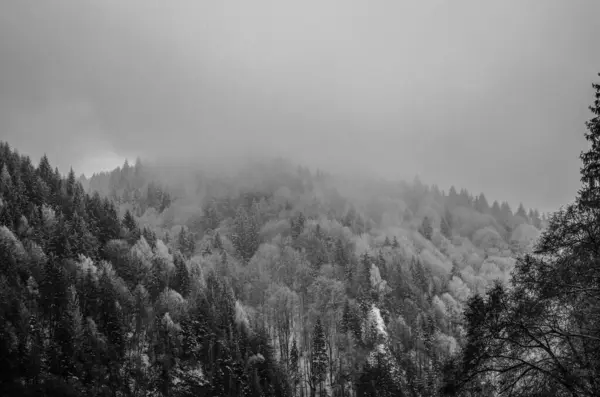 Зачаровує Засніжений Ліс Схилі Пагорба Туманний День Відмінно Підходить Шпалер — стокове фото