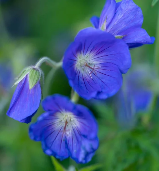 Detailní Záběr Modré Luční Muškát Květiny Květu Proti Rozmazané Pozadí — Stock fotografie