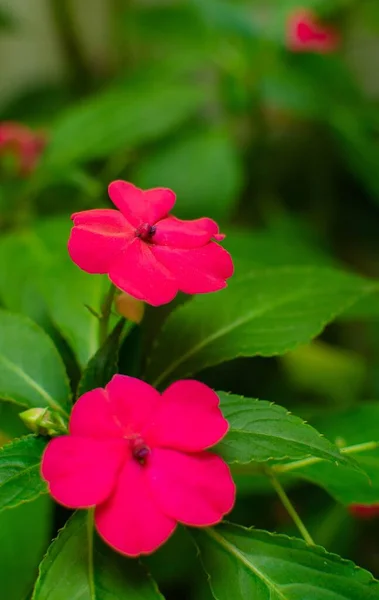 Primer Plano Vertical Color Rosa Brillante Impatiens Flores Con Hojas — Foto de Stock