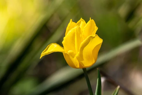 Primer Plano Hermoso Tulipán Amarillo —  Fotos de Stock