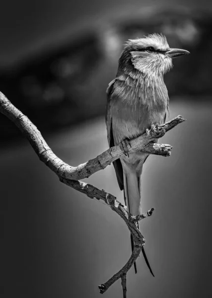 Вертикальна Сіра Галявина Фіолетового Роликового Птаха Гілці — стокове фото