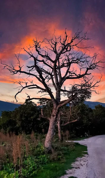 Prilep Eski Kuru Bir Ağacın Dikey Görüntüsü — Stok fotoğraf