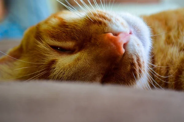 Милый Сонный Рыжий Кот — стоковое фото