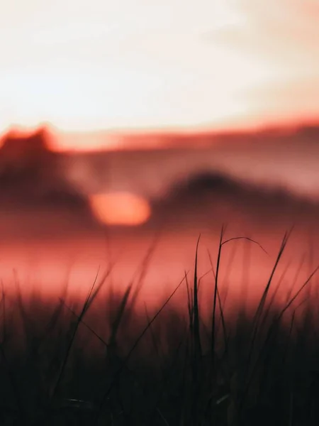 Die Silhouetten Von Dünnem Gras Auf Verschwommenem Rosa Sonnenuntergang Himmel — Stockfoto
