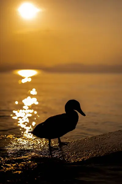Pionowe Ujęcie Pięknego Miękkiego Zachodu Słońca Horyzoncie Jeziora Garda Sylwetką — Zdjęcie stockowe