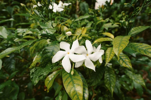 Egy Közeli Kép Fehér Virágról Ami Levelek Tengerében Áll Egy — Stock Fotó