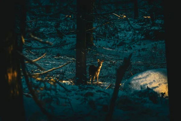 Malebný Pohled Majestátního Jelena Kouzelném Zimním Lese — Stock fotografie