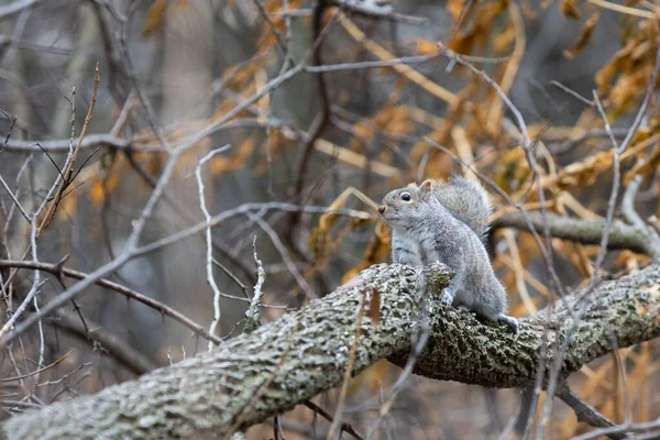 Esquilo Sentado Galho Árvore Contra Fundo Desfocado — Fotografia de Stock