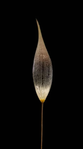 Pionowe Ujęcie Delikatnego Liścia Kwiatu Pod Światłami Odizolowanymi Czarnym Tle — Zdjęcie stockowe