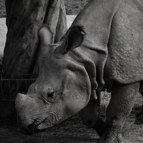 Носорог Стоящий Коры Дерева — стоковое фото