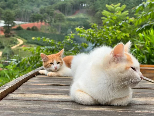 Eine Nahaufnahme Von Zwei Niedlichen Katzen Auf Einem Hölzernen Steg — Stockfoto