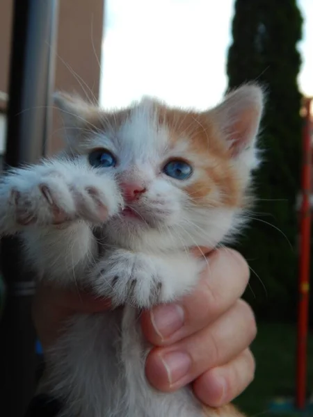 一只蓝眼睛的可爱的小猫在一个人的手上的竖直的照片 — 图库照片