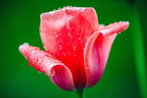 Vacker Tulpan Med Morgondagg — Stockfoto