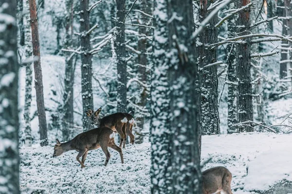 Stado Sarny Zimowym Lesie Capreolus Capreolus Szwecja — Zdjęcie stockowe