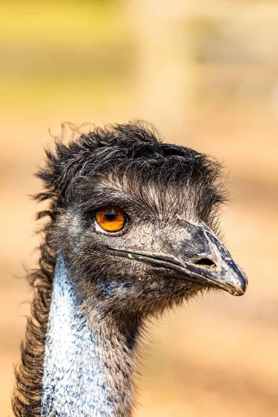 Vertikální Zavření Emu Dromaius Novaehollandiae Oranžovýma Očima — Stock fotografie