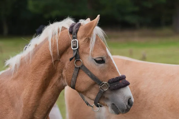 畑の中でハフリンガーの馬のクローズアップショット — ストック写真