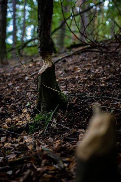 Ένα Κάθετο Πλάνο Ενός Μπέβερ Μασημένου Φλοιού Δέντρου Που Βρέθηκε — Φωτογραφία Αρχείου