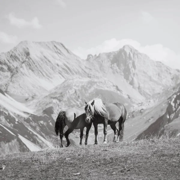 奥地利福拉尔贝格山区附近的马正在吃草的特写镜头 — 图库照片