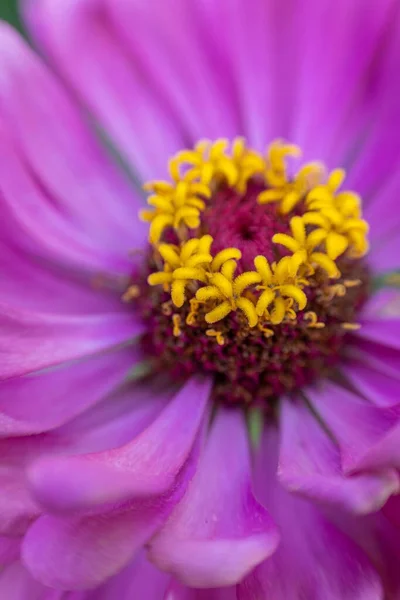 Closeup Vertical Shot Zinnia Flower Bloom Season — Stock Photo, Image