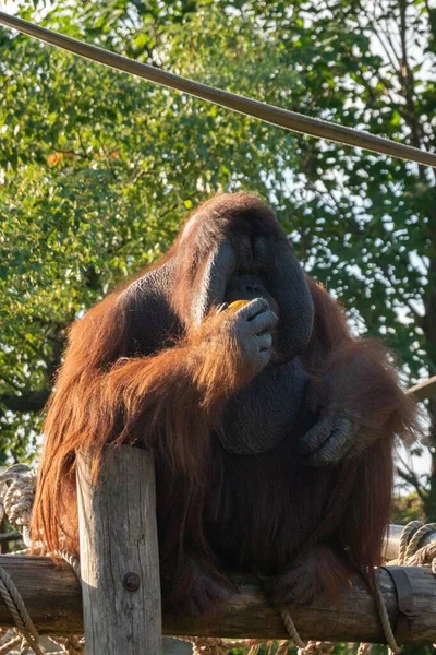 Brun Sumatran Orangutang Sittande Trä — Stockfoto