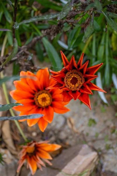 Bahçedeki Turuncu Gazania Çiçeklerinin Dikey Yakın Çekimi — Stok fotoğraf