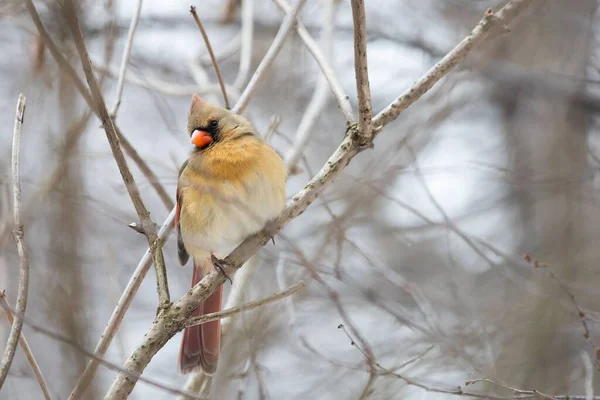 一只雌性北方红衣主教栖息在冬日花园树枝上的特写照片 — 图库照片