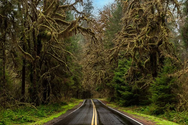 Estrada Árvores Musgosas Hoh Rain Forest Olympic National Park Eua — Fotografia de Stock