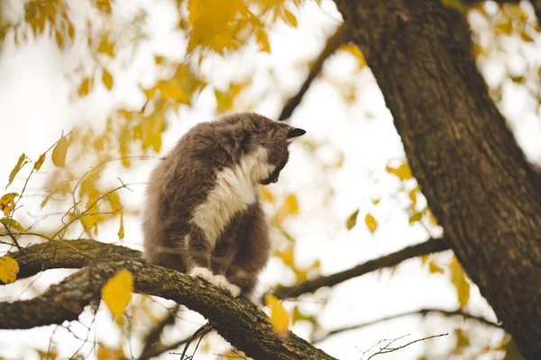 Ένα Κοντινό Πλάνο Μιας Γούνινης Γάτας Ένα Κλαδί Δέντρου Φθινόπωρο — Φωτογραφία Αρχείου