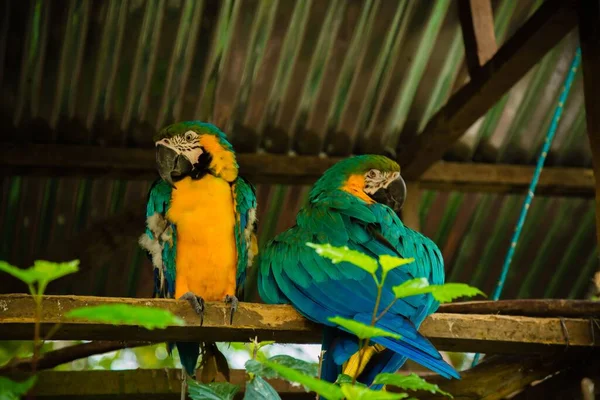 Close Dois Papagaios Verdes Empoleirados Madeira Zoológico Luz Dia — Fotografia de Stock