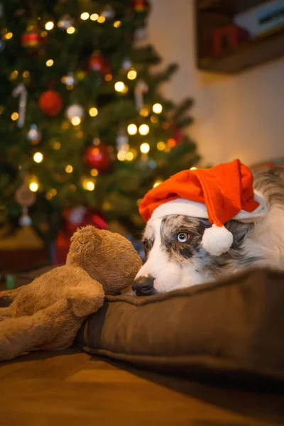 Cachorro Bonito Usando Chapéu Papai Noel Natal — Fotografia de Stock