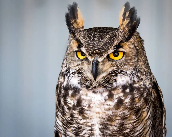 Beautiful Portrait Great Horned Owl — Stock Photo, Image