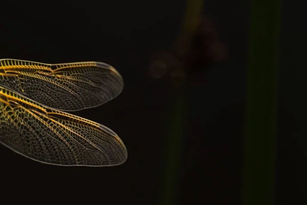 Großaufnahme Der Flügel Einer Libelle Vor Dunklem Hintergrund — Stockfoto