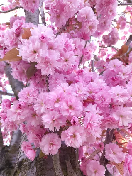 Gros Plan Fleurs Cerisier Dans Une Forêt Pendant Journée — Photo