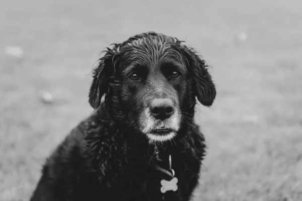 湿湿的黑狗的灰度图像 — 图库照片