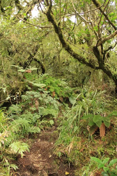 Vertikální Záběr Zelených Stromů Lese Novém Zélandu — Stock fotografie