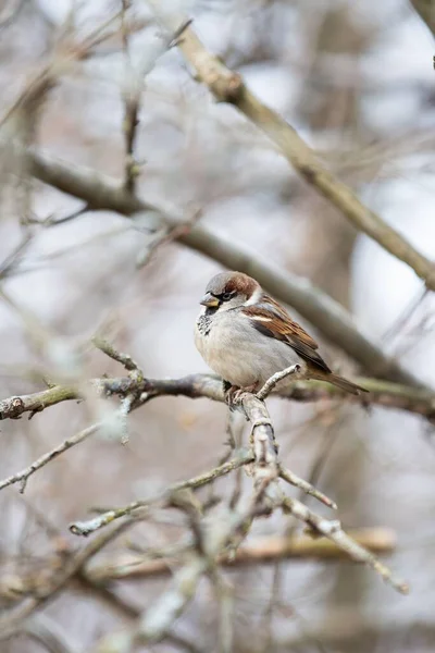 Een Verticaal Shot Van House Sparrow Zittend Tak Tegen Wazige — Stockfoto