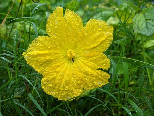 Primer Plano Una Flor Silvestre Amarilla Campo Sobre Fondo Borroso —  Fotos de Stock
