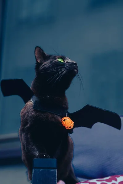 Tiro Vertical Gato Preto Bonito Com Asas Morcego — Fotografia de Stock