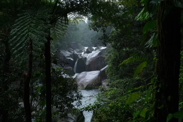 Selva Tropical Australiana Selva Tropical Daintree — Foto de Stock