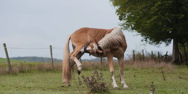 Uma Bela Vista Cavalo Haflinger Campo — Fotografia de Stock