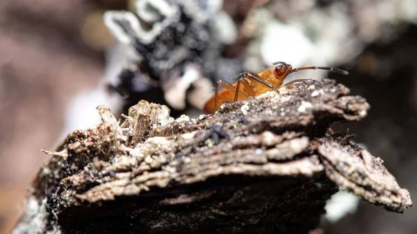 Güneşli Bir Ağaç Gövdesinin Üzerinde Duran Bulanık Arkaplanlı Bir Böceğin — Stok fotoğraf