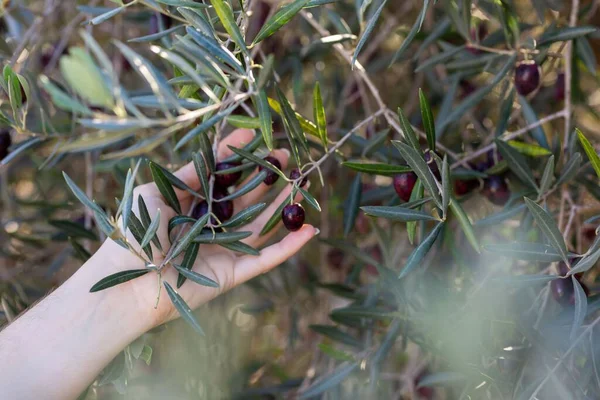Plan Rapproché Une Femelle Cueillant Des Olives Arbre Pendant Journée — Photo