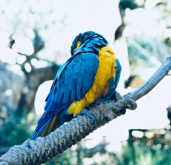 ロープの上の青と黄色のマコー アララルーナ の閉鎖 — ストック写真