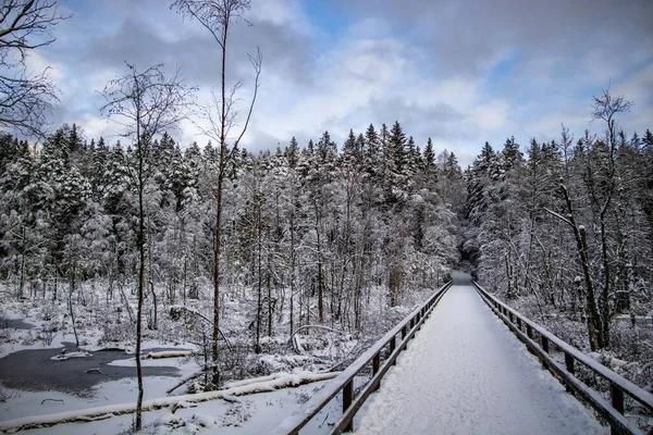 Paisaje Invernal Mágico Bosque Sueco Con Árboles Blancos Una Larga —  Fotos de Stock