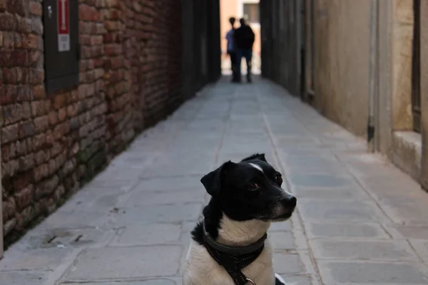 一条黑白相间的狗 领子放在一条狭窄的小巷前面 看着摄像机 — 图库照片