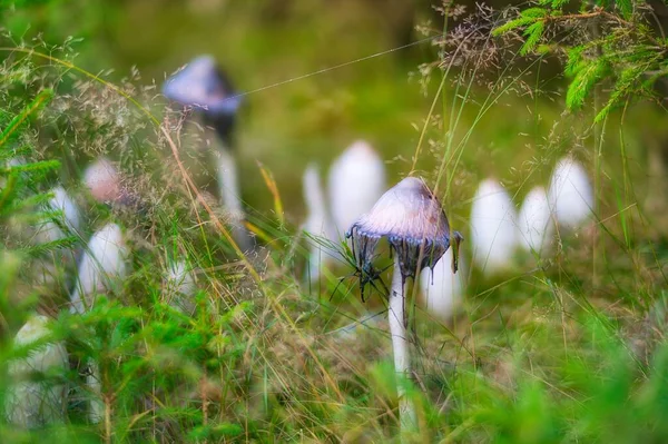 Primo Piano Dei Funghi Death Cap Che Crescono Nella Foresta — Foto Stock