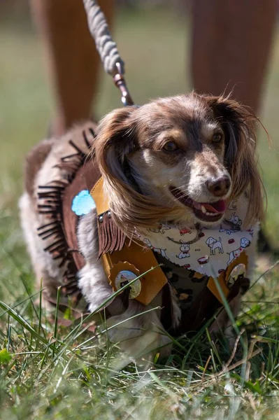 A closeup of a Dachshund beautifully dressed for a wiener dog custom contest in Jefferson city