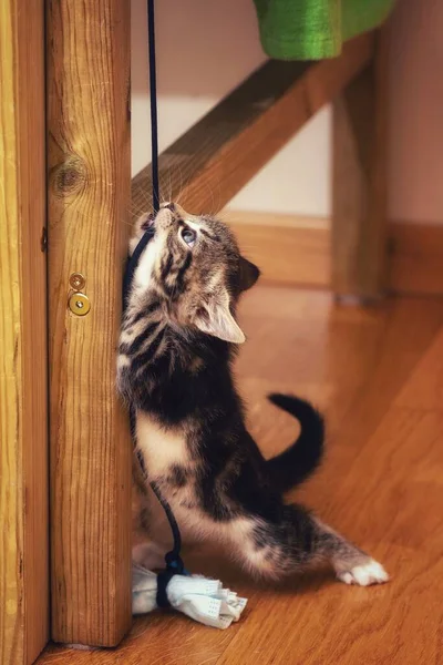Eine Vertikale Aufnahme Eines Kleinen Kätzchens Das Einer Wohnung Herumspielt — Stockfoto