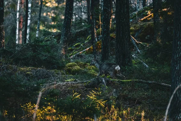 Чудовий Ковток Оленя Біжить Шведському Лісі — стокове фото